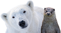 animals-image